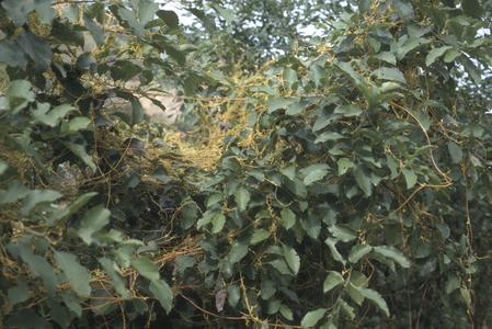 Yellow-orange Cassytha vine at Finca La Cruz, south of El Progreso