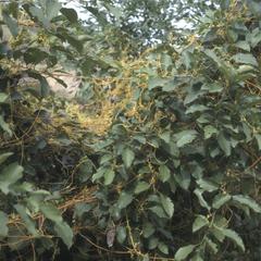 Yellow-orange Cassytha vine at Finca La Cruz, south of El Progreso
