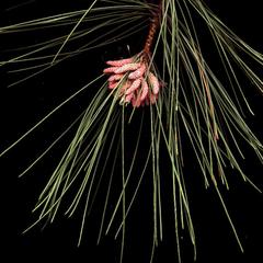 Red pine bough with mature microsporangiate strobili