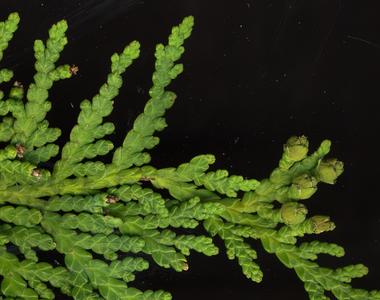 White cedar - scan of twig with immature ovulate cones