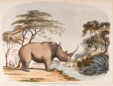 Rhinoceros Simus--The Square Nosed or White Rhinoceros