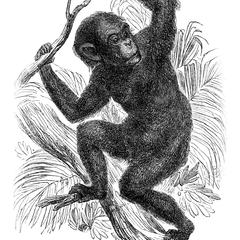 The Chimpanzee (Simia troglodytes)