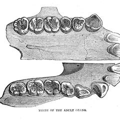 Teeth of the Adult Orang