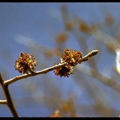 Ulmus rubra flowers
