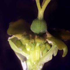 Male flowers below female flower of Euphorbia esula