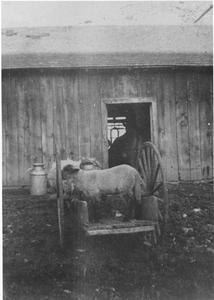 Jim Jeanquart and sheep