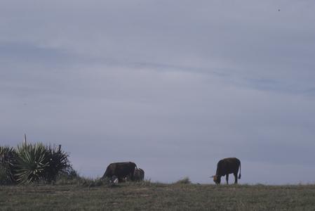 South Africa : scenery : horse grazing