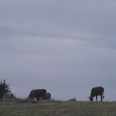 South Africa : scenery : horse grazing
