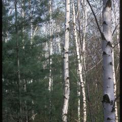 Betula papyrifera and Pinus strobus, Leopold Pines near Noe Woods, University of Wisconsin–Madison Arboretum