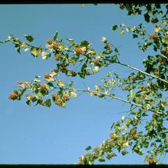 Hawthorn branches with fruit in University of Wisconsin–Madison Arboretum