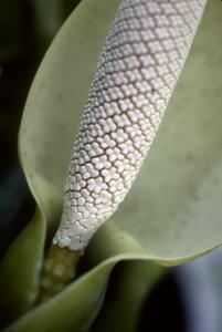 Close-up of aroid inflorescence, Jalcomulco