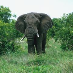Elephant at Hwange National Park