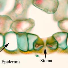 Epidermis of Medicago Stem with Cuticle - labeled