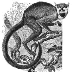 Common Squirrel Monkey Print