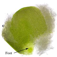 Detached  and crushed sporophyte of Marchantia