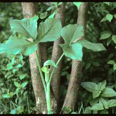 Arisaema atrorubens