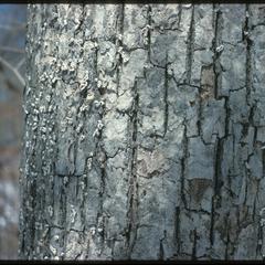 Oak bark with Aleurodiscus fungus