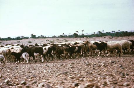 Pre-Sahara Pasture in the Draa Valley South of Marrakesh