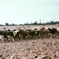 Pre-Sahara Pasture in the Draa Valley South of Marrakesh