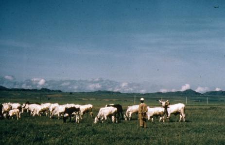 Cattle herding