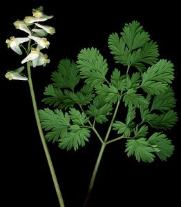 Leaf and inflorescence of Dicentra cucullaria