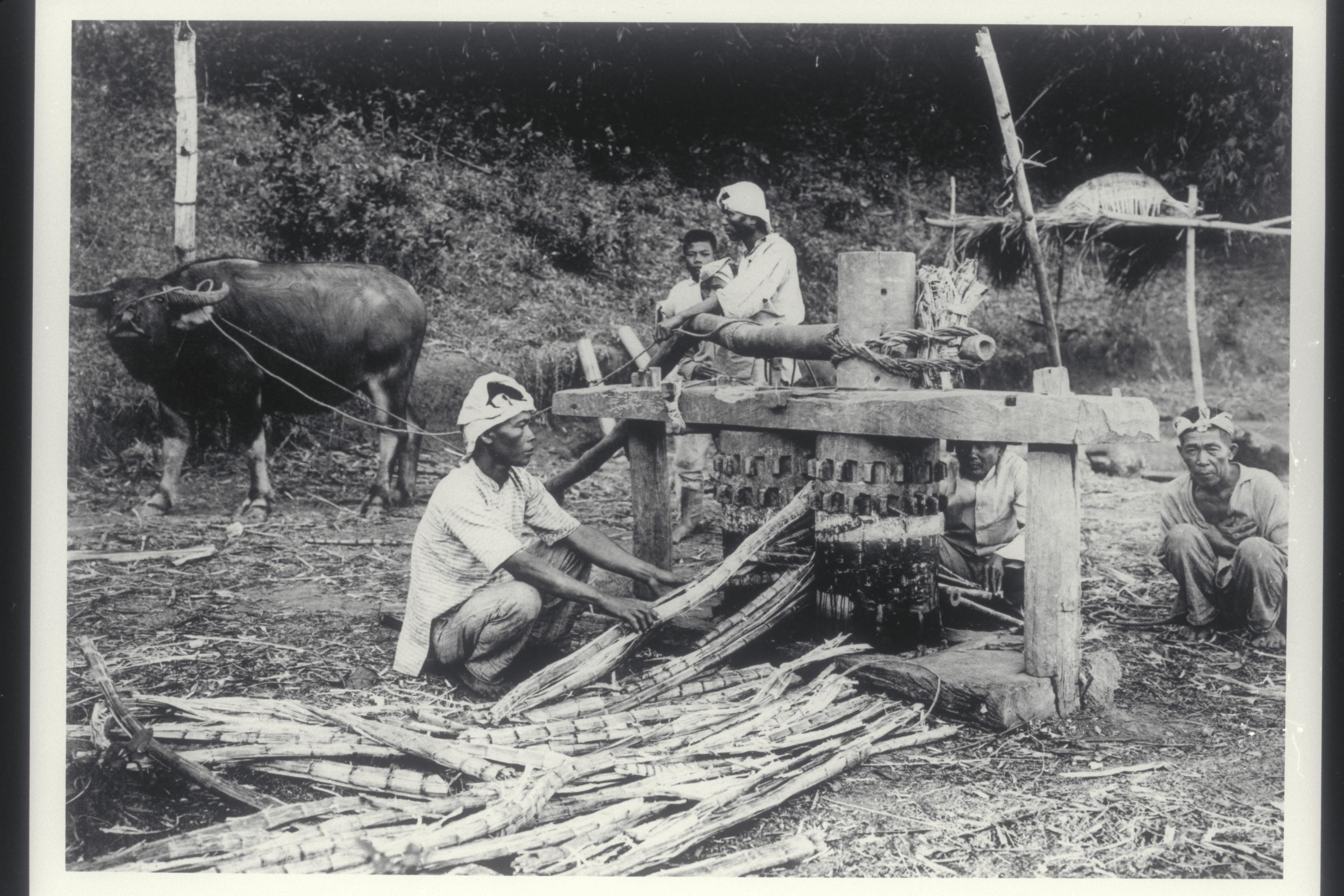 ‎Sugar cane mill, Ilocos Norte, 1913 UWDC UWMadison Libraries