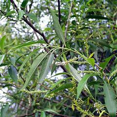 Fruiting bough of Salix nigra