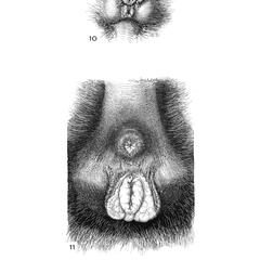 Howler Monkey Genitalia Print