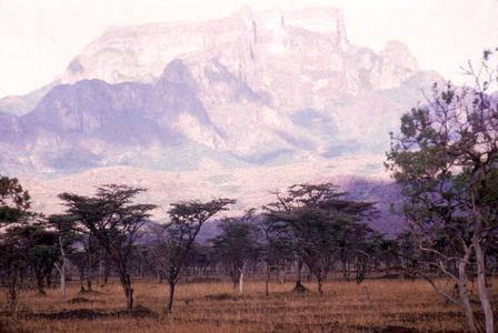 Acacia Scrub in Northern Uganda with Mountains in Background