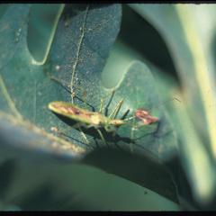 Cricket on white oak leaf