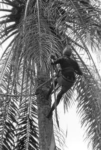 Climber Nearing Top of Tree to Cut Palm Nut Clusters