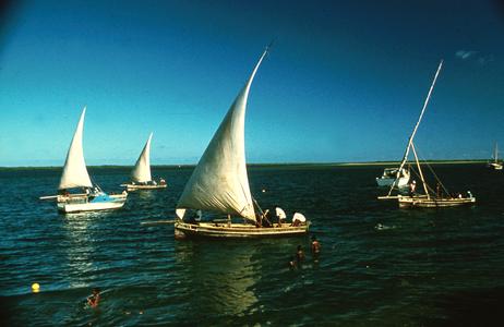 Dhows (Sailboats) Sailing