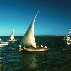 Dhows (Sailboats) Sailing