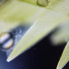 Sphagnum moss - "leaves"