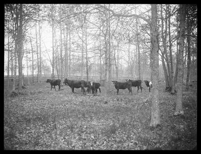 Cows - Pike Woods