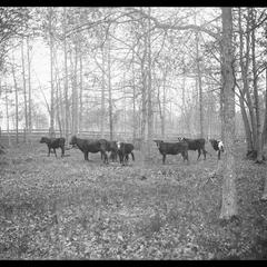Cows - Pike Woods