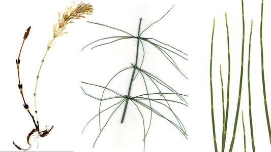 Equisetum - three morpologies : E. arvense on the left with sterile and fertile shoots; E. gigantea with whorls of branches, and E. laevigatum
