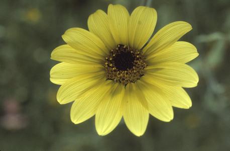 Tithonia flower