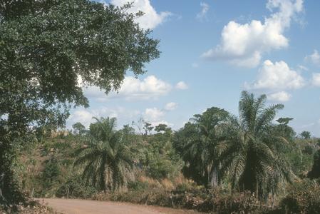 Acrocomia mexicana, a spiny palm, on road to Santa Catarina Mita