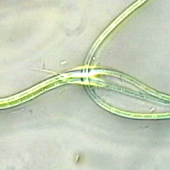 Swimming flagellated bacteria with sliding cyanobacterium, Oscillatoria