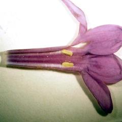 Fused petals and stamens of Syringa vulgaris