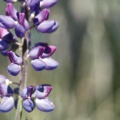 Lupine in oak-pine forest, east of Corralitos