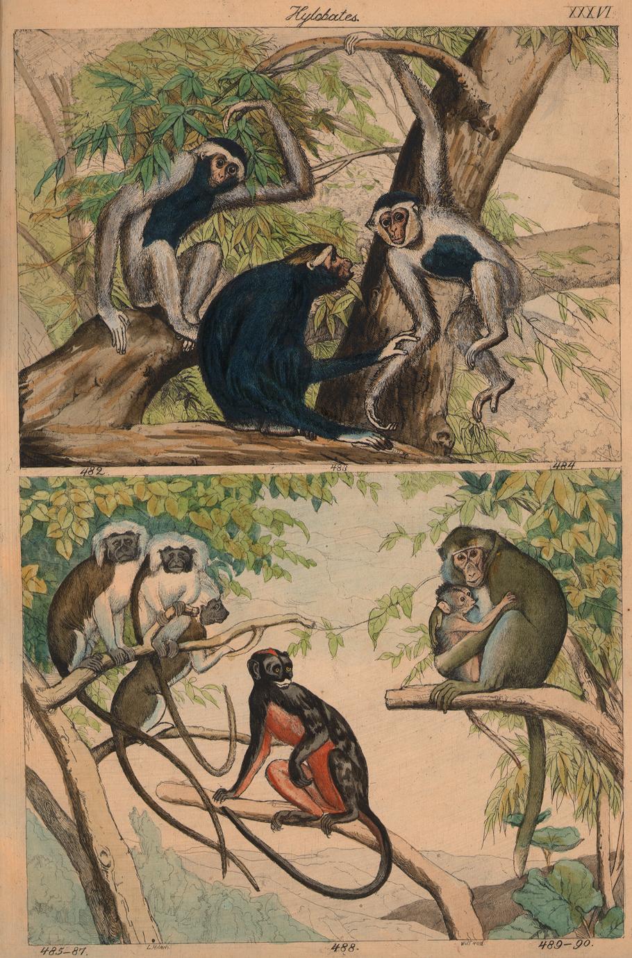 Gibbon and New World Monkey Print