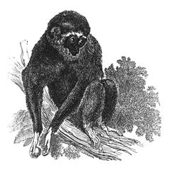 Seated Gibbon Print