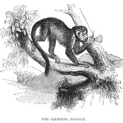 The Squirrel Monkey