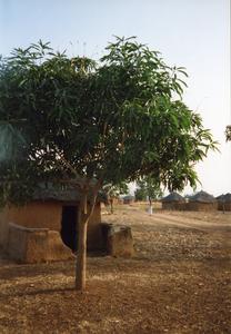 Tree in Paga