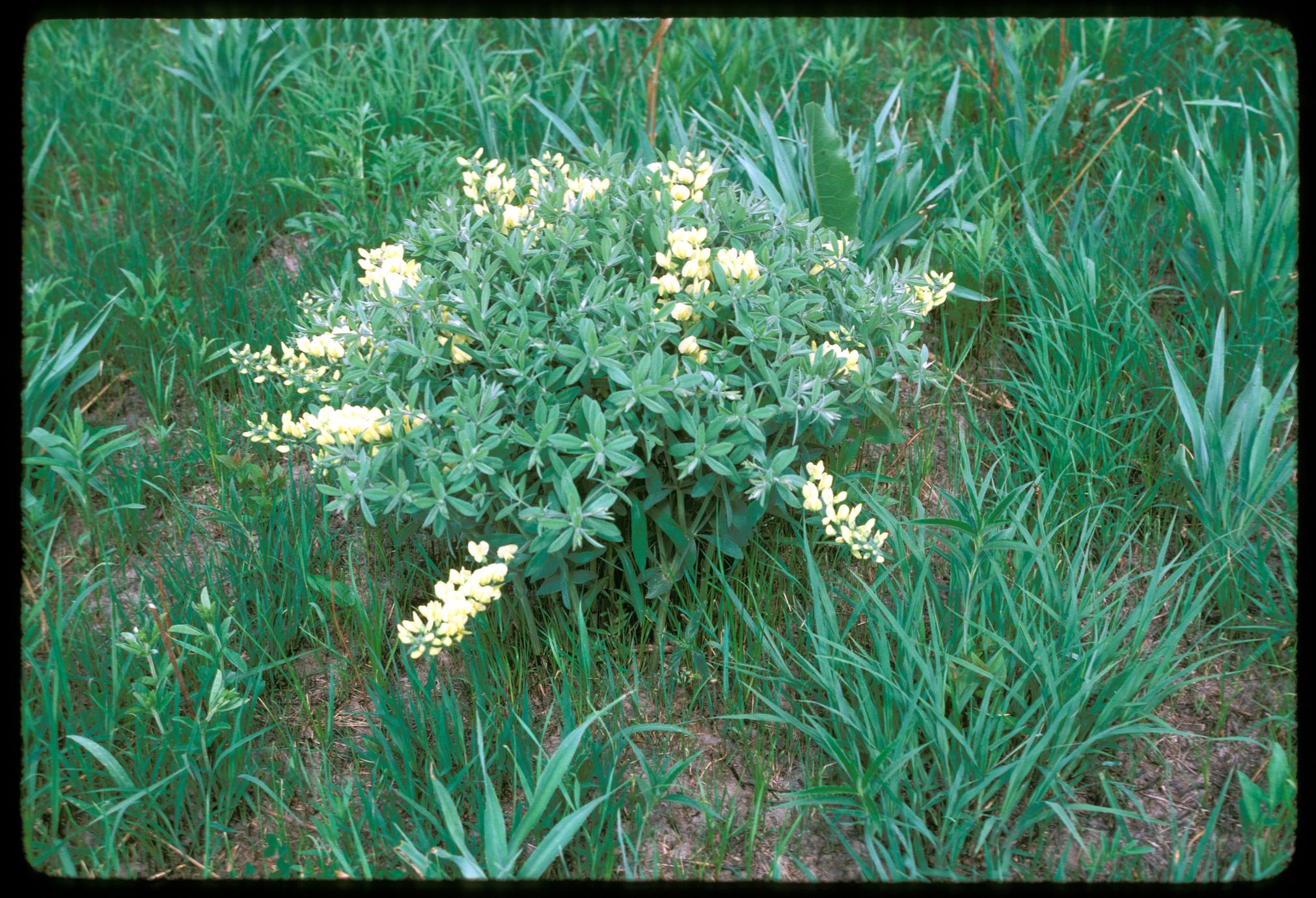 Baptisia leucophaea, Greene Prairie, University of Wisconsin Arboretum
