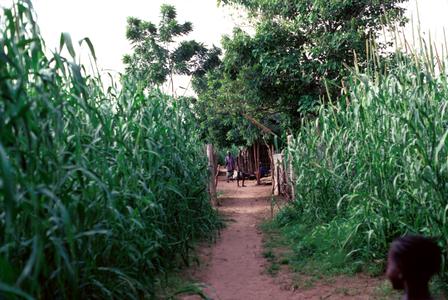 Path Leading to the Family Compound of a Middle Class Gambian