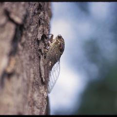Cicada adult on tree trunk