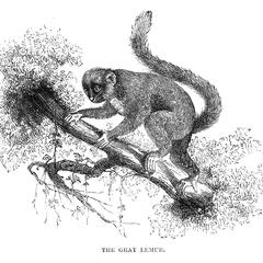 The Gray Lemur